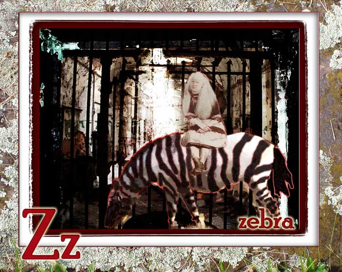Z: zebra with and albino on it.